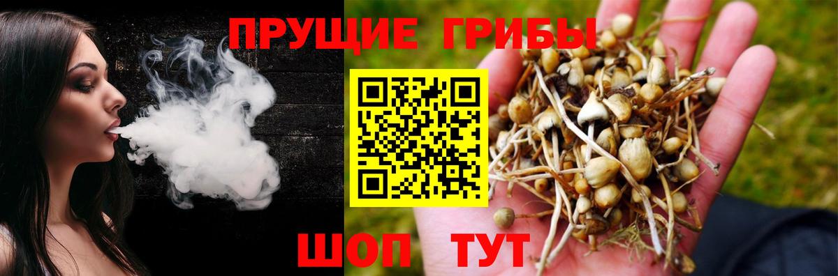 Псилоцибиновые грибы Psilocybine cubensis Ногинск